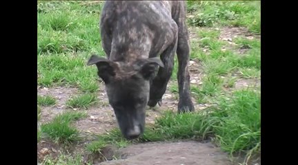 Le refuge canin lotois