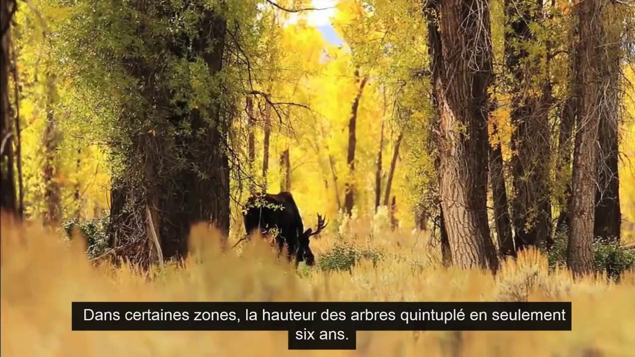 Comment les Loups changent les rivières