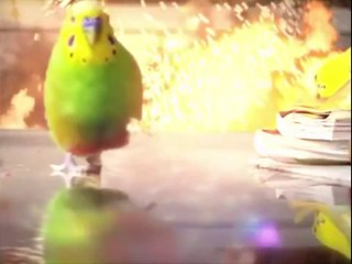 Epic Parrot Is Coming For You - With Explosions