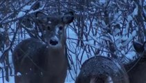 Winter training snow running - Winter weather Montreal Quebec Canada