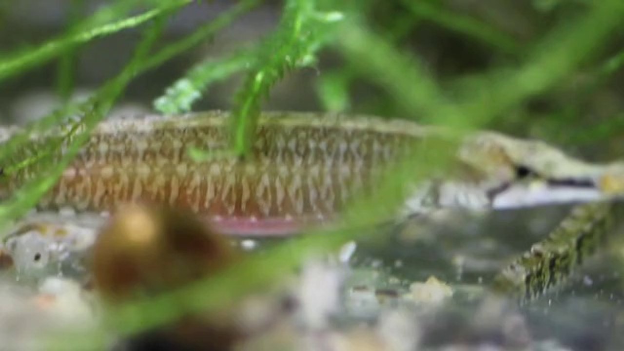Ichthyocampus carce
