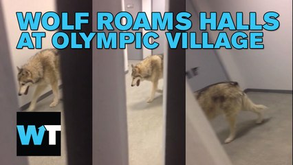 Wolf Roams the Hall at Sochi Olympic Village | What's Trending Now