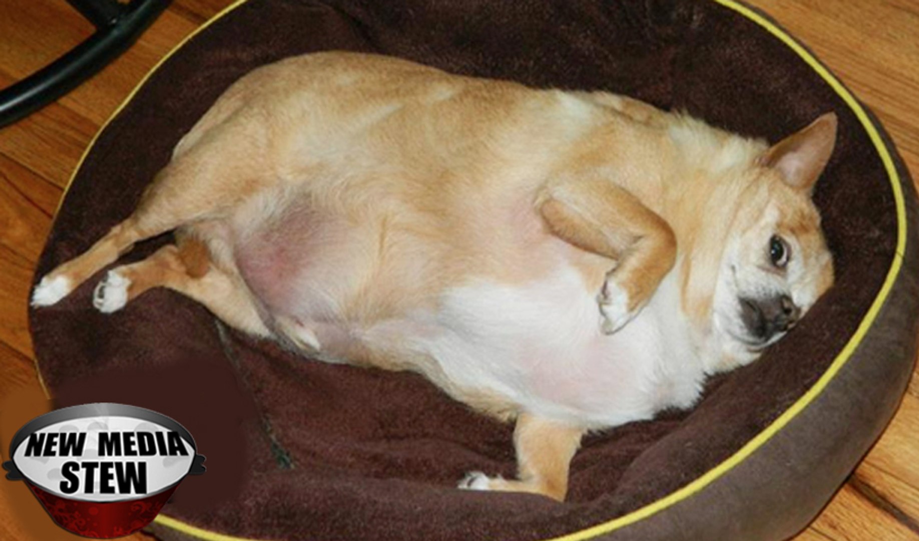 FAT DOGS and CATS GO VIRAL Adorable Fat Pets