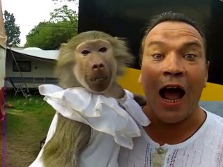 Videos de Risa: Un mono de circo terrorifico que imita a su dueño (tepillao.com)