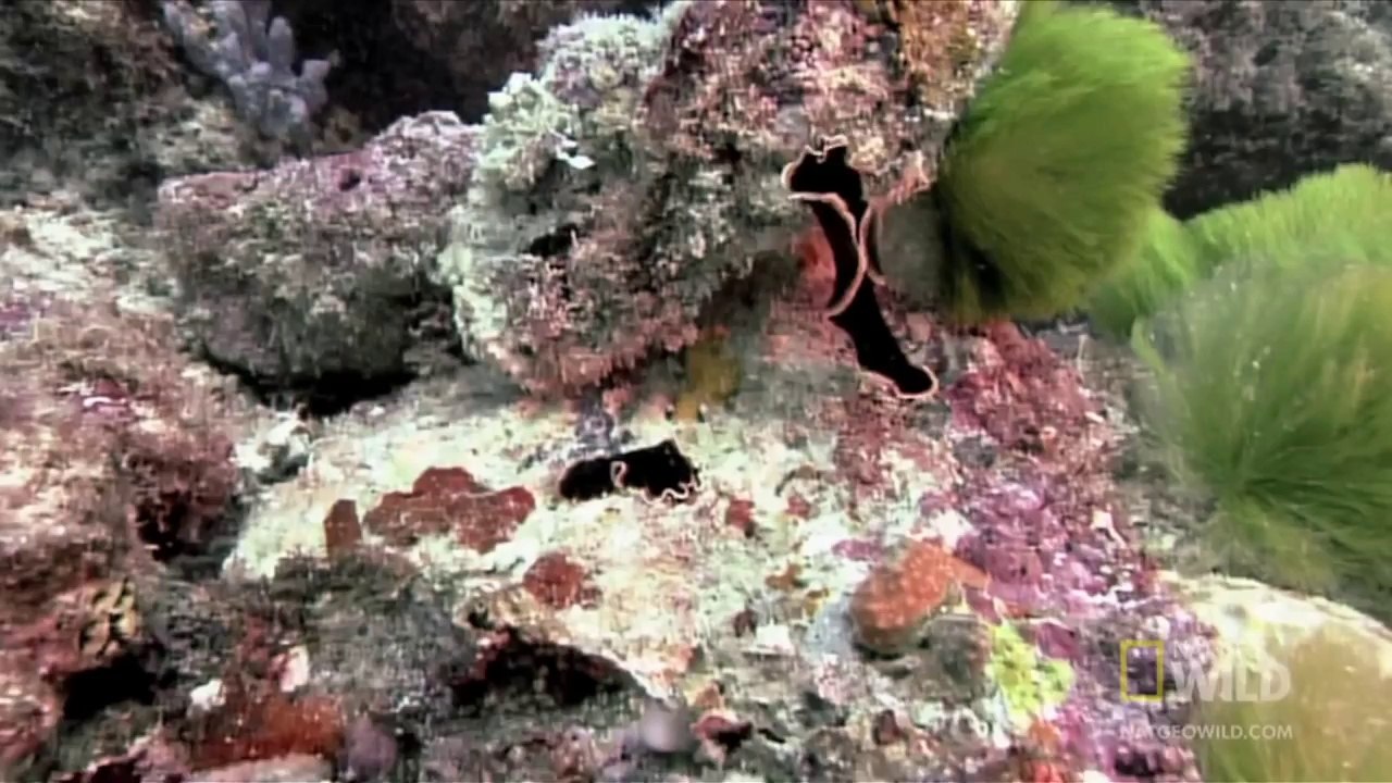 Worlds Weirdest - Flatworm Penis Fencing