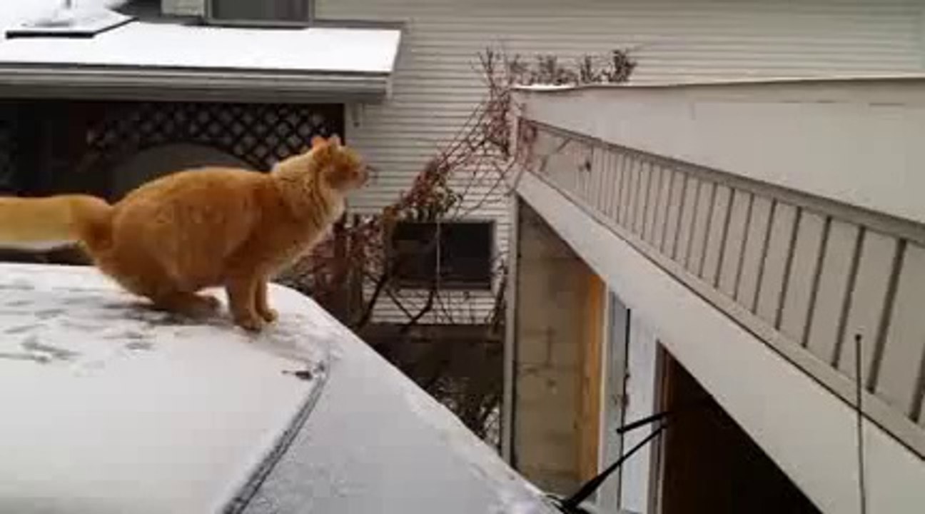 Saut de chat raté