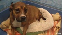 Pregnant Dog Euthanized Hours Before Scheduled Rescue