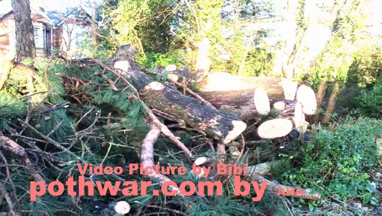 Fallen Trees PDC.mp4a