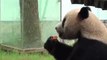 Les deux pandas belges