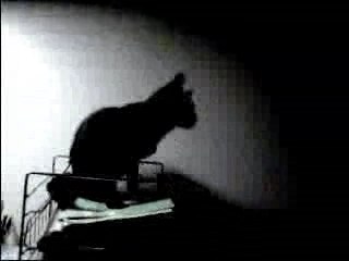 Black Panter