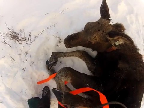 Human VS Moose... Violent fight!