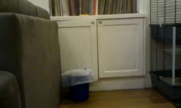 Cute Rabbit Takes a Tumble
