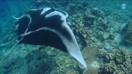 Santuário das arraias