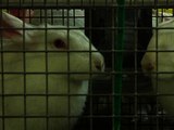 Salon de l’agriculture: retour sur le malaise des éleveurs de lapin - 21/02