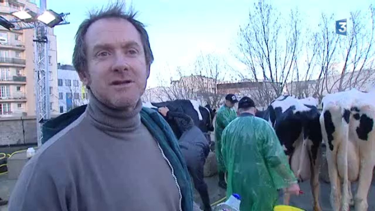 Les vaches bichonnées au salon de l'agriculture 2014