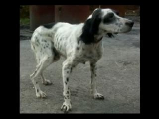 Ein Licht für Millionen Tiere