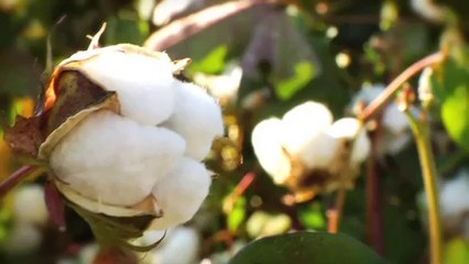 2013 FiberMax On-Farm Success for West Texas - FM 2484B2F Cotton Variety