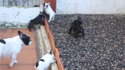 les bébés au jardin