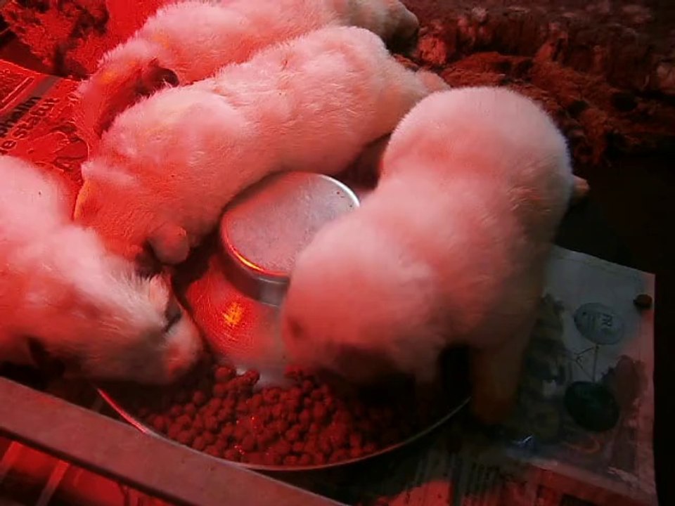 Elevage de la Vallée du Girou