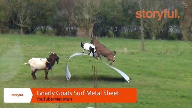 Review of This Week's Viral Videos