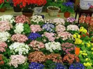 send gifts to karachi