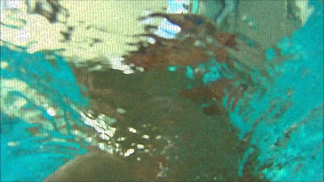 Eliot 100% autonome, meme sous l'eau il sait cadrer l'image !! 02fev2014 sony as15