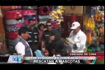 Скачать видео: Rescatan a cachorros y gatos que eran vendidos ilegalmente en Jr. Ayacucho