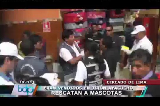 Rescatan a cachorros y gatos que eran vendidos ilegalmente en Jr. Ayacucho