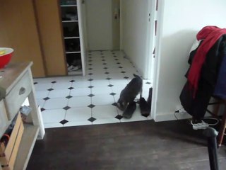 Zephyr veut de l'attention...