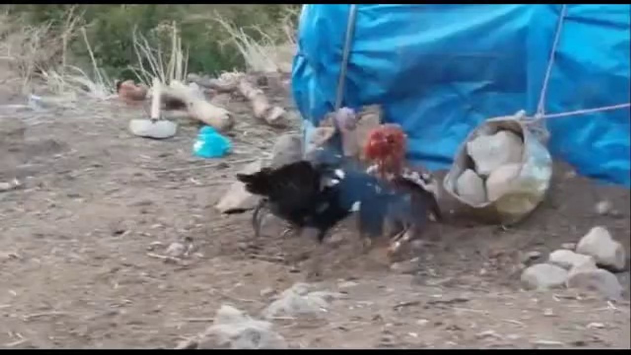 شازی شه‌ڕ