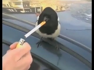 Funny Animals February 2014