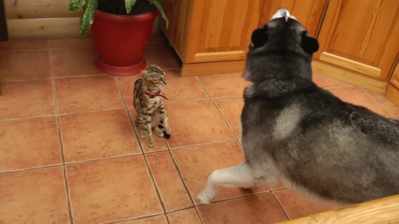 Un Husky veut jouer avec un chat prudent