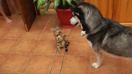 Un Husky veut s'amuser