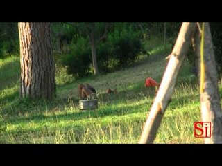 Napoli - Spazi Verdi, il Comune stanzia i fondi (21.02.14)
