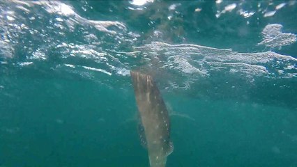 REQUINS BALEINE JANVIER 2014