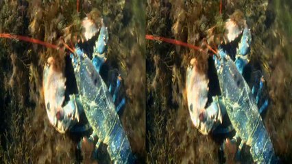 ---3D- A cute monster close-up. HD. Red-_cyan glasses required! - YouTube