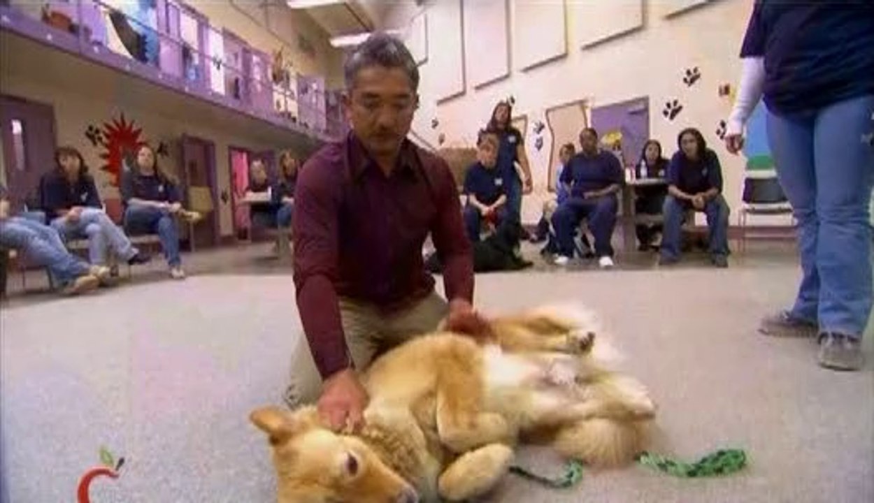 César l'homme qui parle aux chiens - Chiens en prison, Eton et Dolly