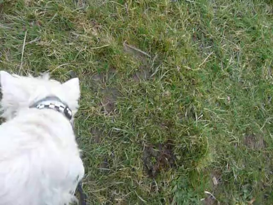 April fait la folle dans l'herbe - parcmarly