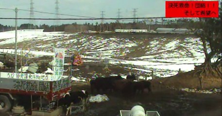 2014-02-18 10-32　牧場１号機　幟が直って　ガガ、いちごちゃん