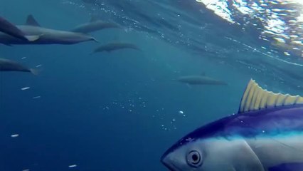Dolphins pod 1 part 1