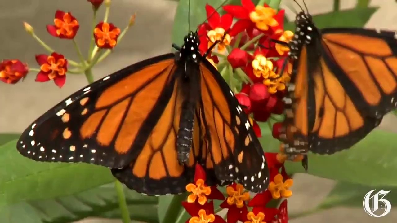 Video: Butterflies Go Free