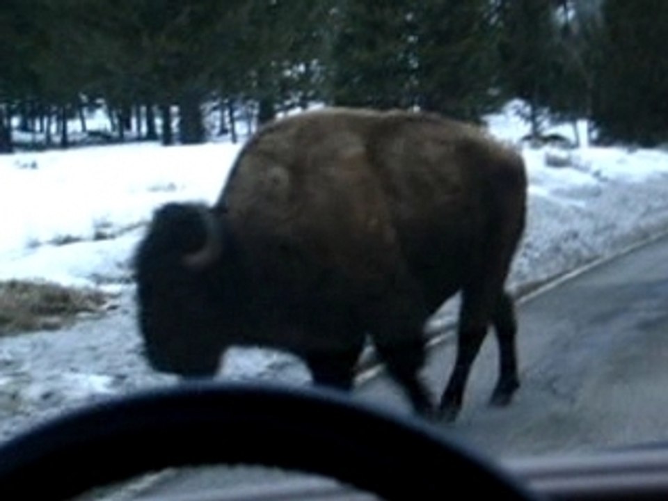 Bisonfute