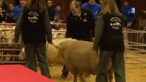 Salon de l'agriculture : concours du meilleur jeune berger