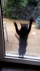 So funny CAT : please let me in!!!!