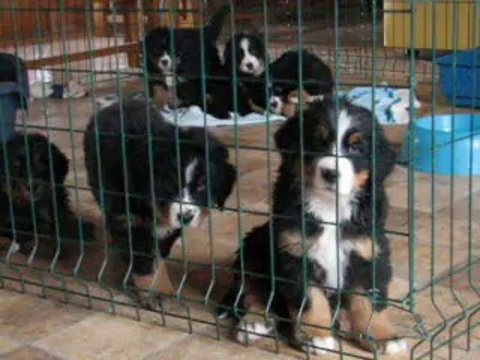 BB Elendil x Rainbow 7 semaines