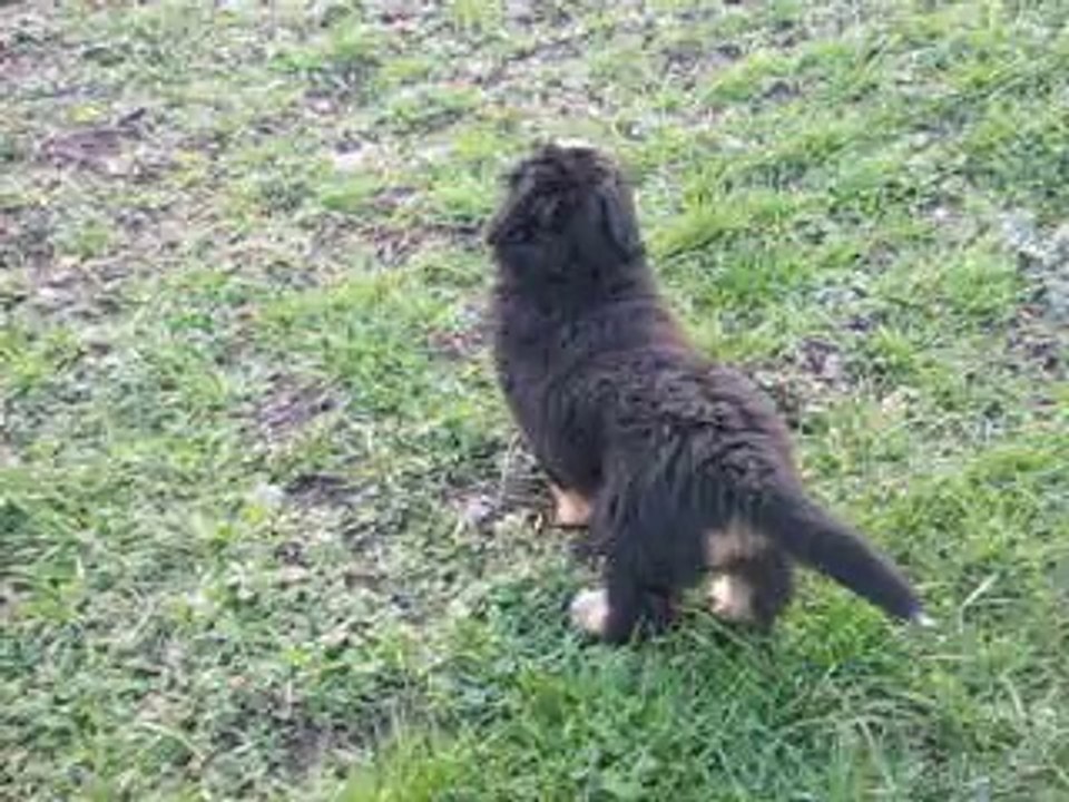 BB Elendil x Rainbow 8 semaines  (1ère sortie dans le grand parc)
