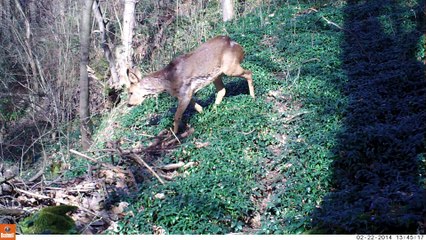 Le vieux brocard des balmes de la Gravière