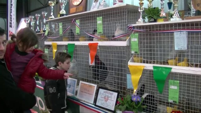 Aveyron, Baraqueville: l'exposition avicole 2014