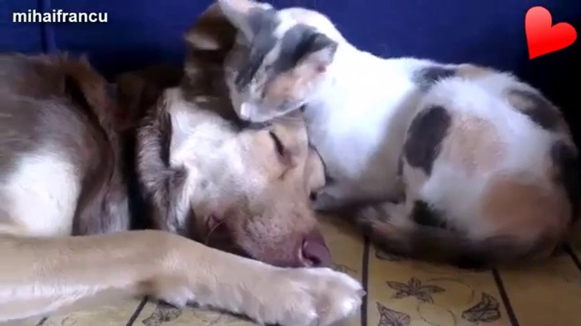 ⁣Animals loving other animals,,waoo great