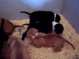 chiots de mon loulou a l age d un moi